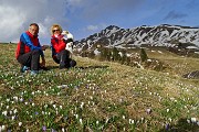 92 Zafferano alpino (Crocus albiflorus) con Sodadura